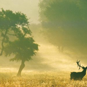 Le Cerf, France - Yann Arthus-Bertrand Photo