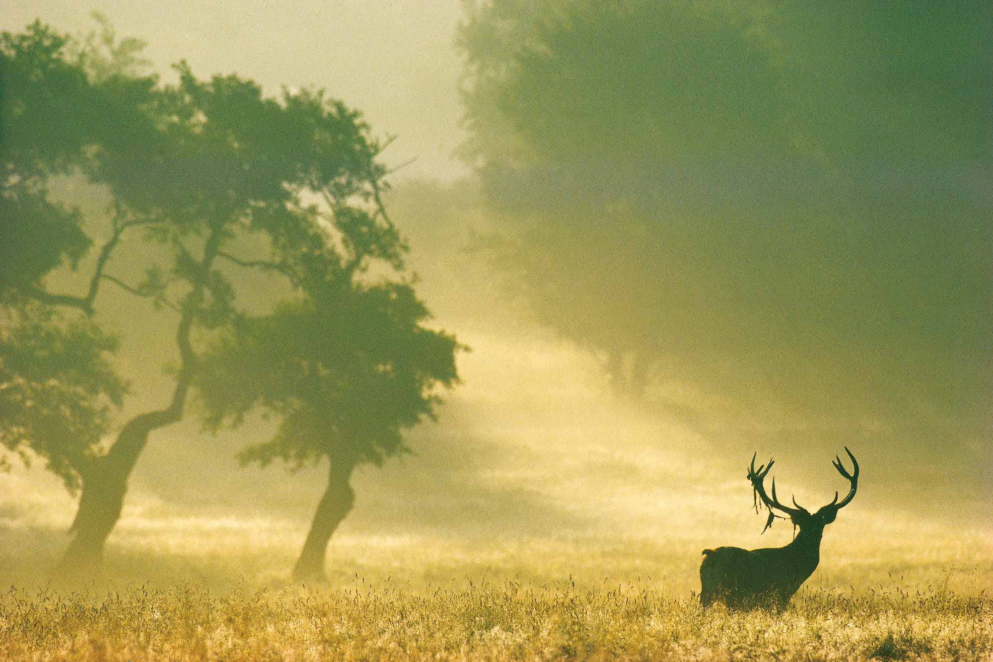 Cerf - Yann Arthus-Bertrand