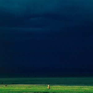 Lioness and light, Kenya - Yann Arthus-Bertrand