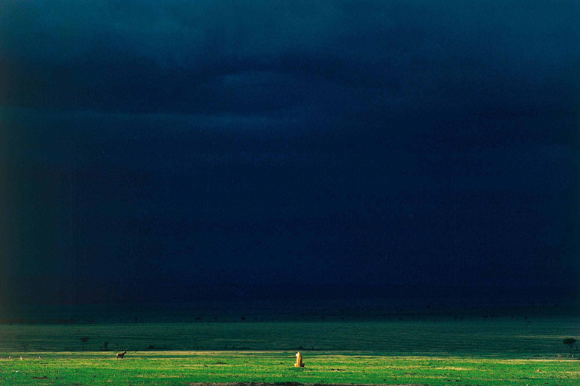 La lionne et la lumière - Yann Arthus-Bertrand