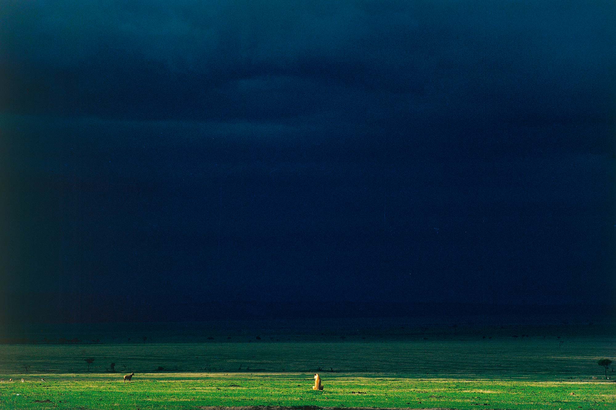 The lioness and light - Yann Arthus-Bertrand