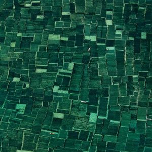 algues - Yann Arthus-Bertrand