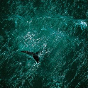 Whale, Argentina - Yann Arthus-Bertrand Photography