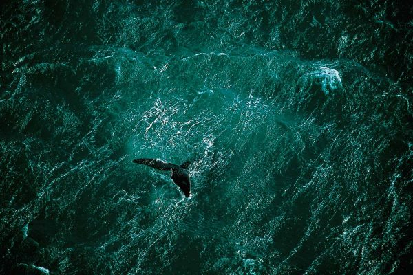 Whale, Argentina - Yann Arthus-Bertrand Photography