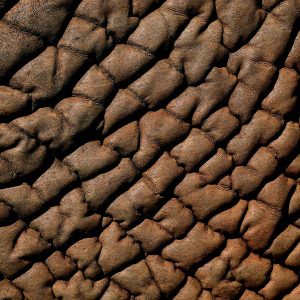 elephant - Yann Arthus-Bertrand