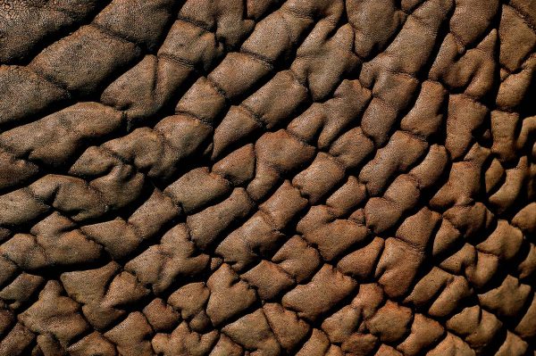 elephant - Yann Arthus-Bertrand