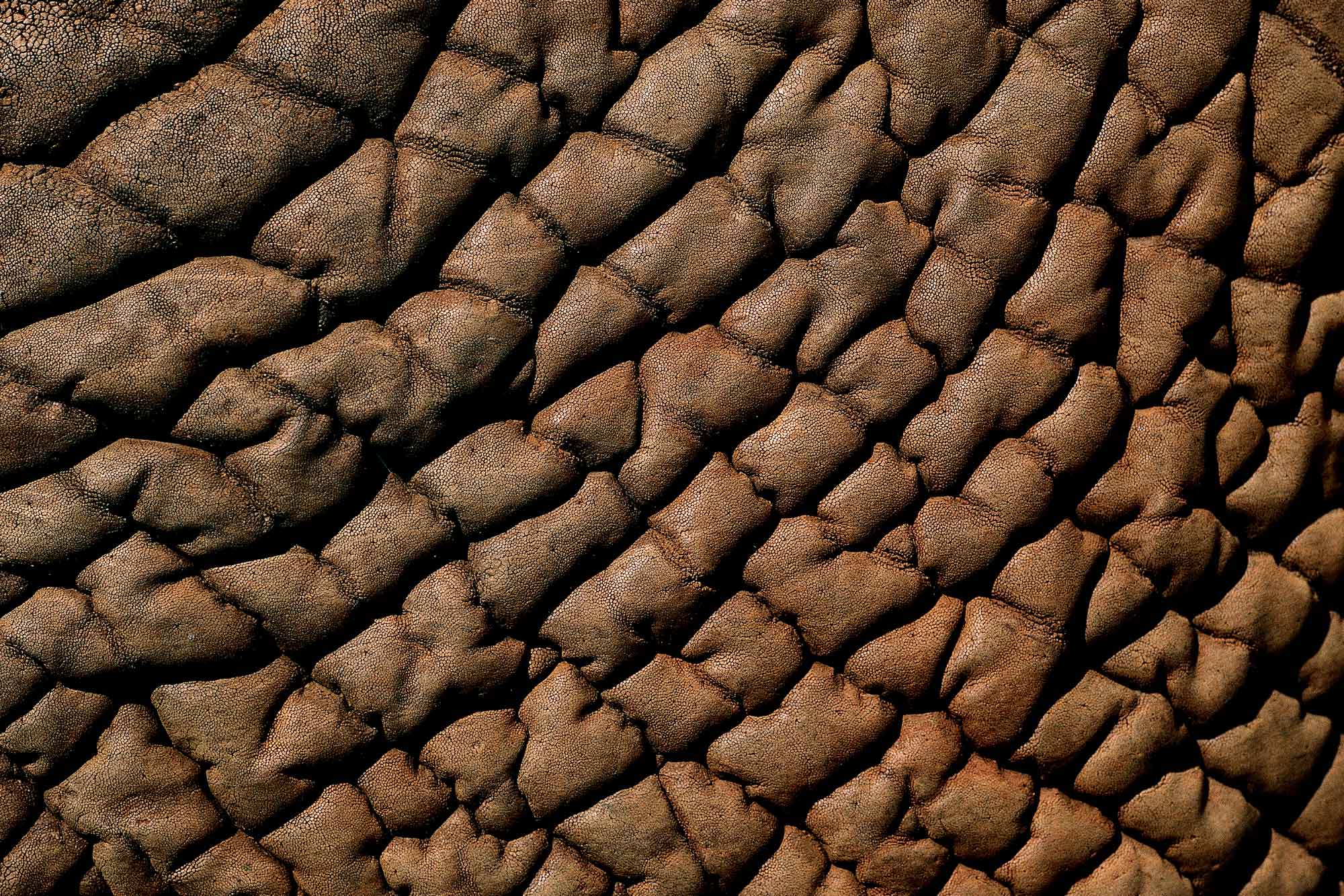 Eléphant - Yann Arthus-Bertrand