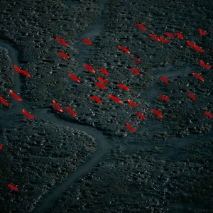 Scarlet ibis, Venezuela - Yann Arthus-Bertrand Photography