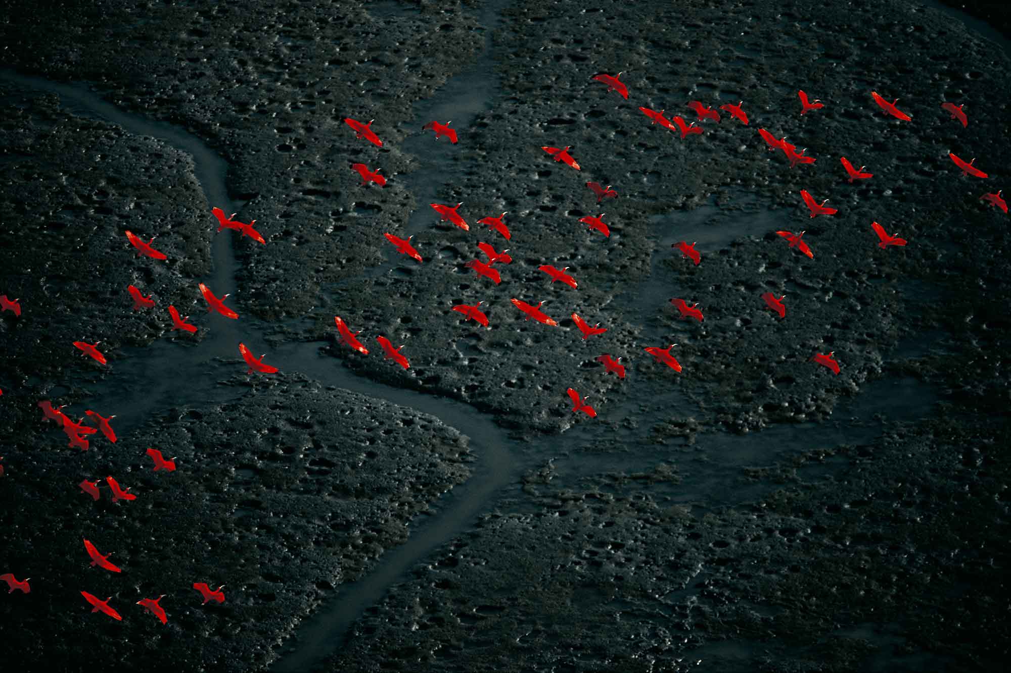 Scarlet ibis, Venezuela - Yann Arthus-Bertrand Photography