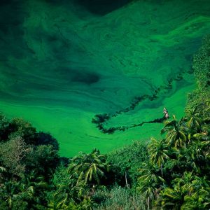 Lagoon, Honduras - Yann Arthus-Bertrand Photography