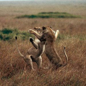 Lionesses, Kenya - Yann Arthus-Bertrand Photography