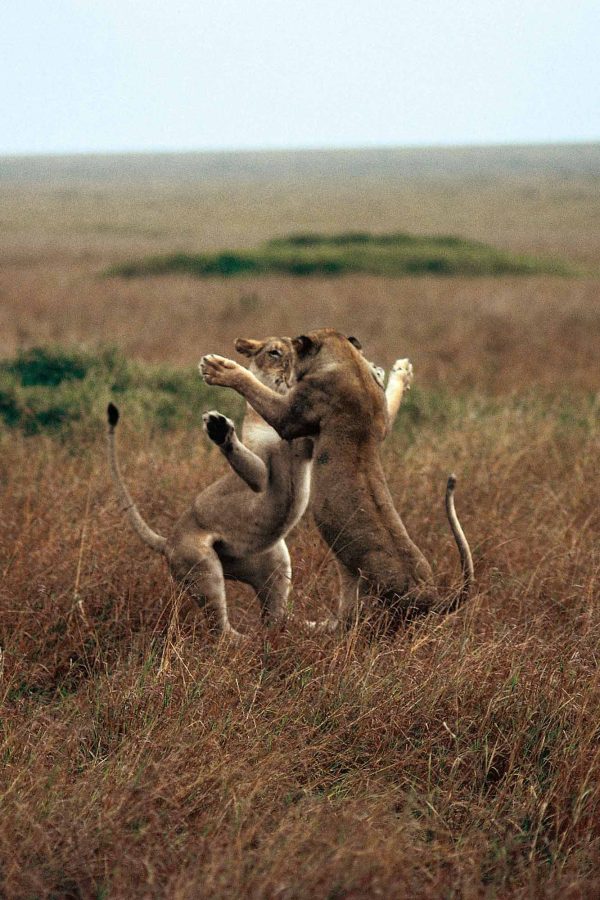 Lionesses, Kenya - Yann Arthus-Bertrand Photography