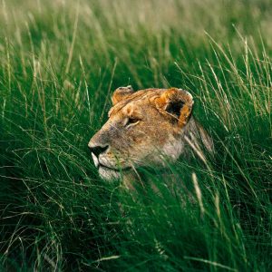 Malefice, Kenya - Yann Arthus-Bertrand Photography