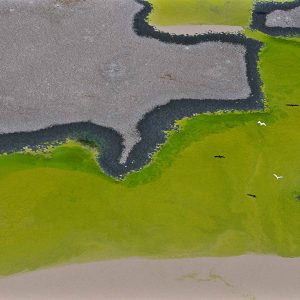 Mangrove, Mexique - Yann Arthus-Bertrand Photography