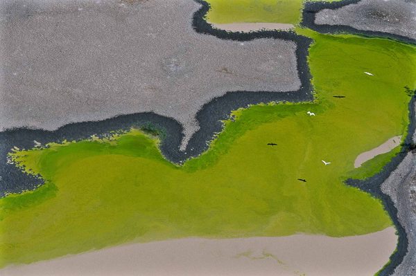 Mangrove, Mexique - Yann Arthus-Bertrand Photography