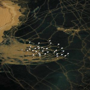 Storks, Algeria - Yann Arthus-Bertrand Photography