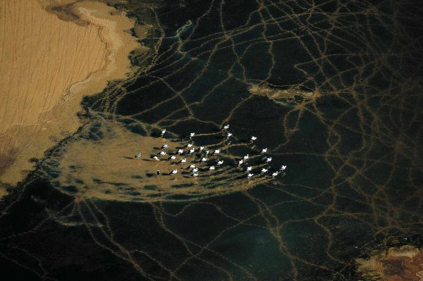 Storks, Algeria - Yann Arthus-Bertrand Photography