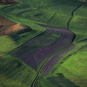 Plain, Algeria - Yann Arthus-Bertrand Photography