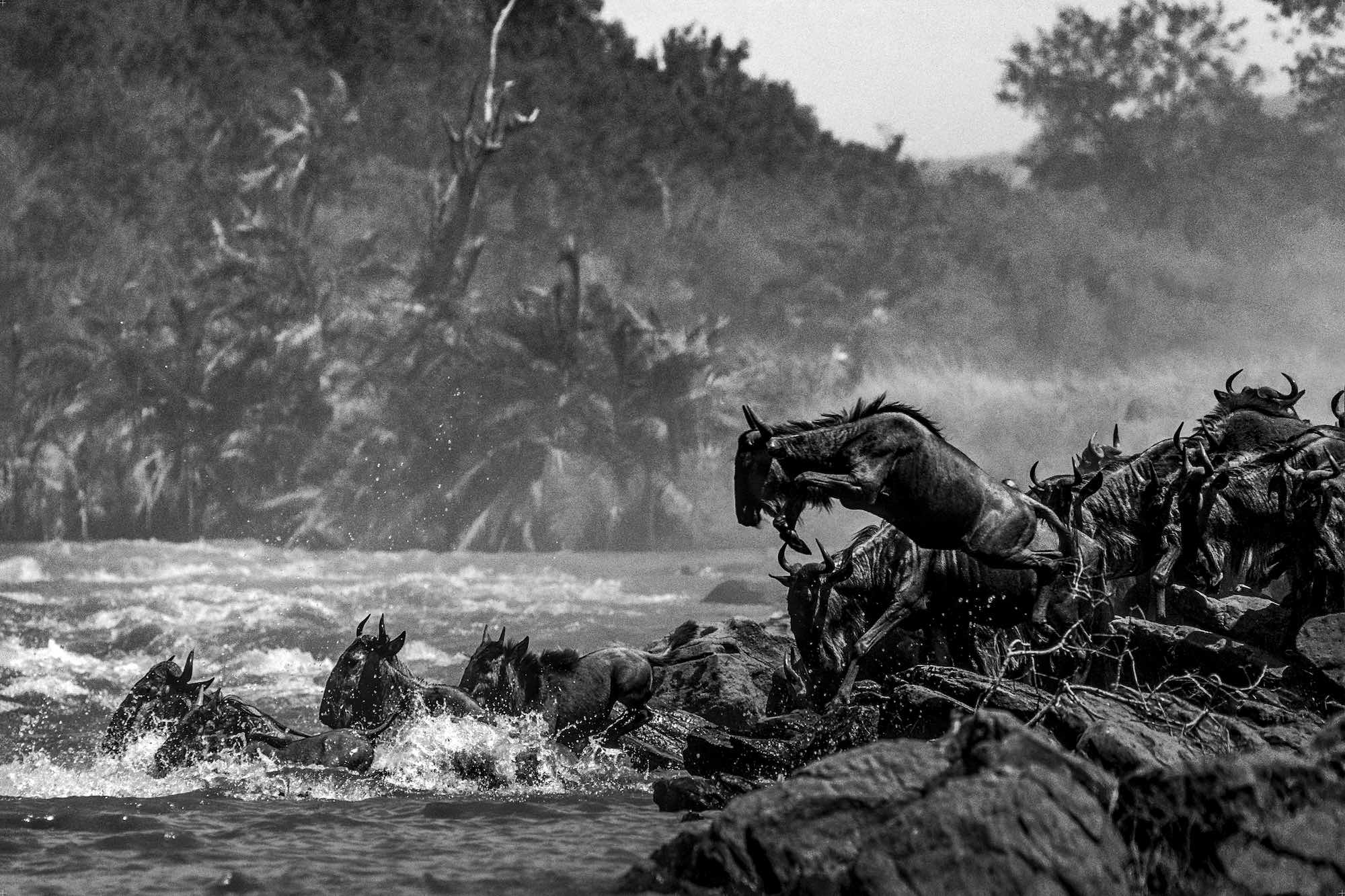 Mara River - Yann Arthus-Bertrand