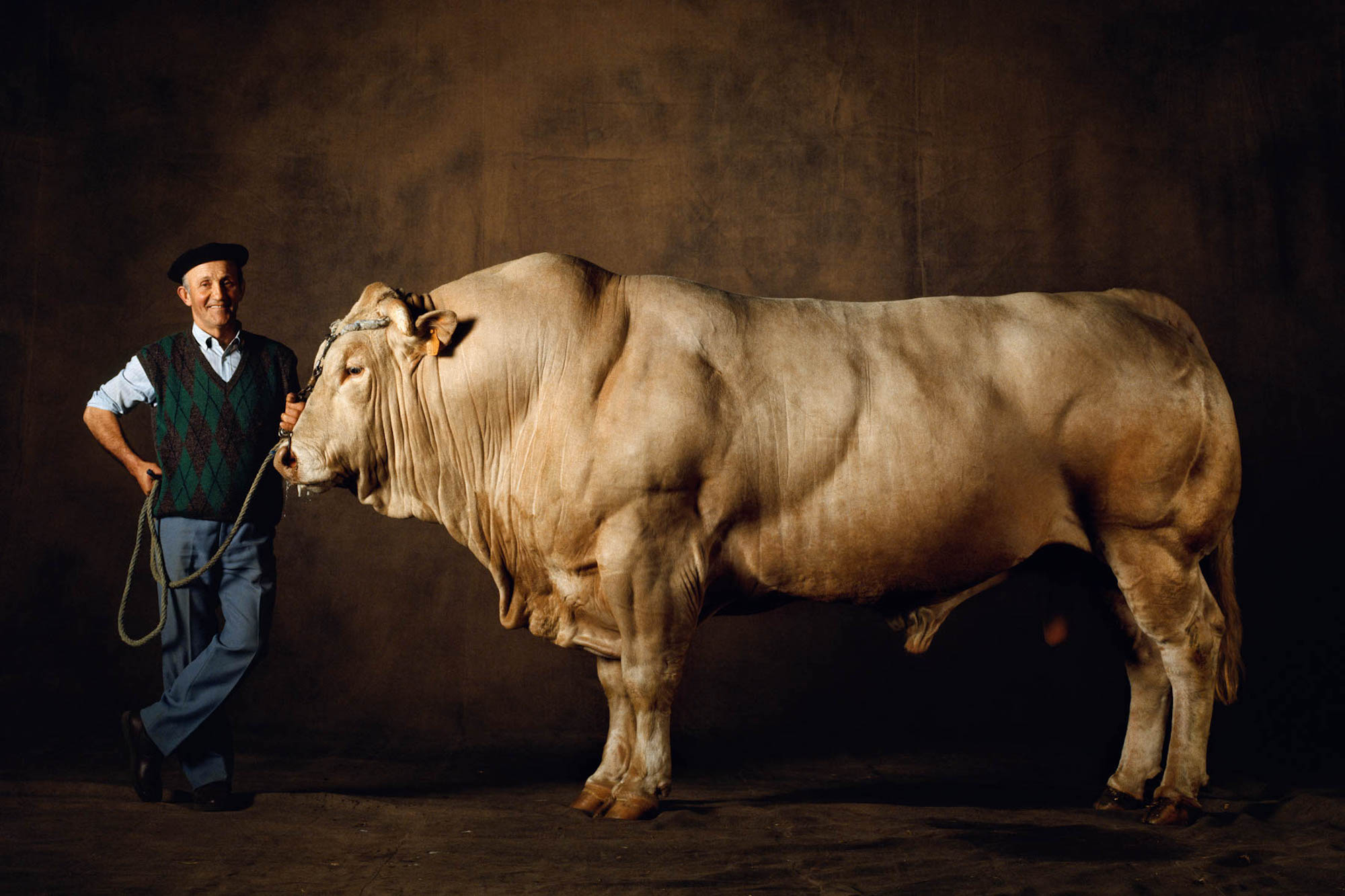 Taureau El Diego - Yann Arthus-Bertrand