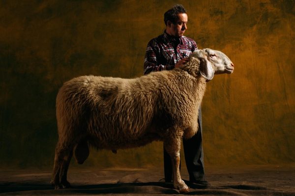 Bergamasca ram, Ovins - Yann Arthus-Bertrand Photographie