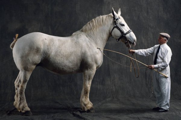 Boulonnaise mare, Rebecca, Yann Arthus-Bertrand Photographie