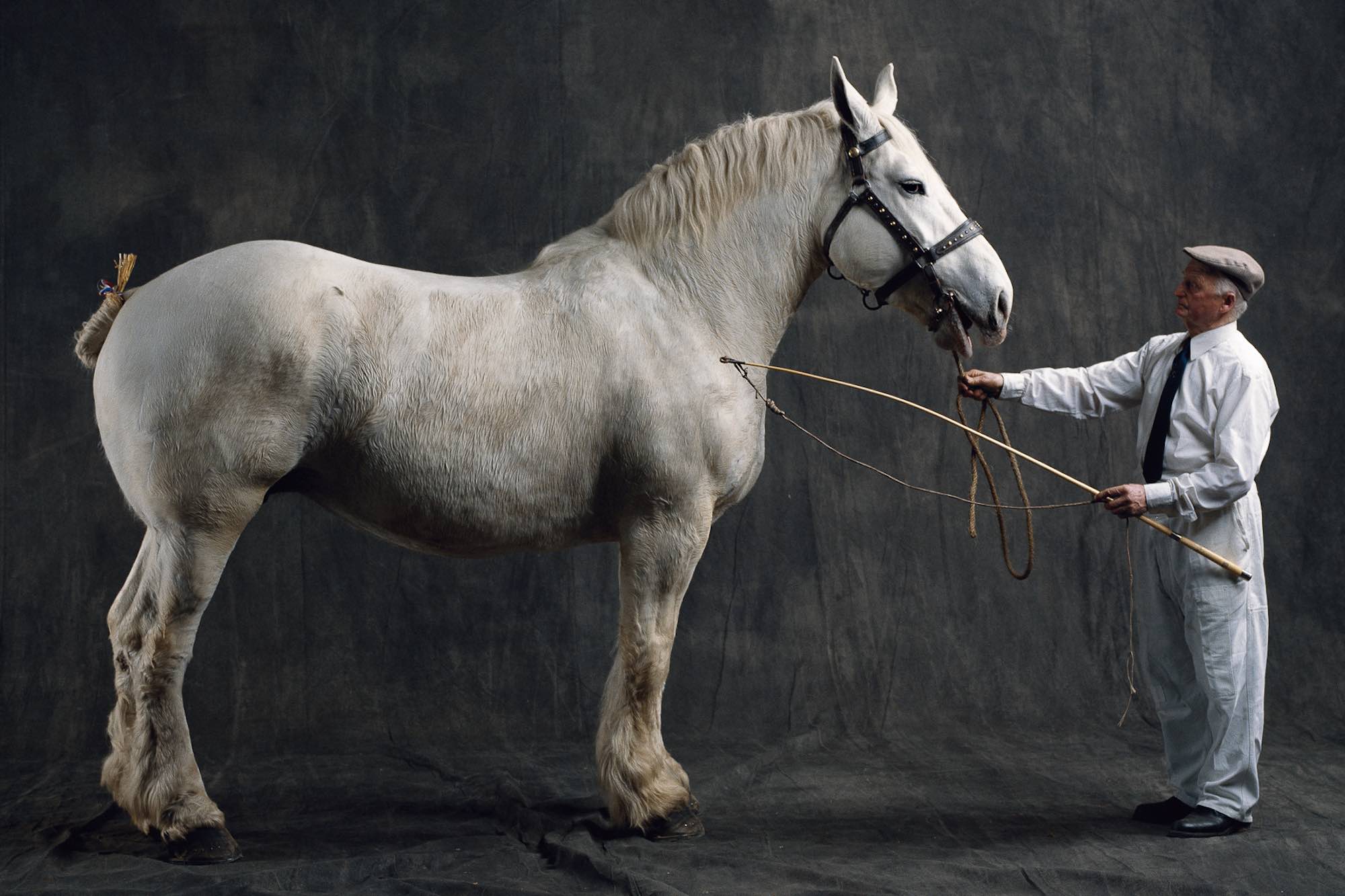 Boulonnaise mare, Rebecca - Yann Arthus-Bertrand