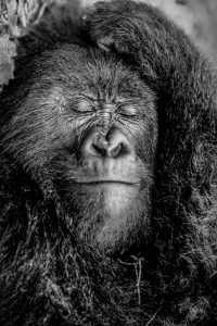 Gorille endormi, Rwanda - Yann Arthus-Bertrand Photo