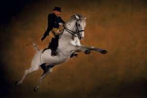 Lipizzaner stallion, Slovenia - Yann Arthus-Bertrand Photography