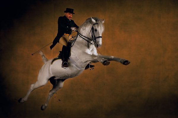 Lipizzaner stallion, Slovenia - Yann Arthus-Bertrand Photography