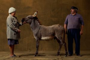 Provencal donkey, France - Yann Arthus-Bertrand Photography