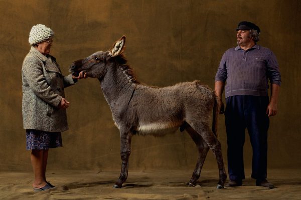 Provencal donkey, France - Yann Arthus-Bertrand Photography