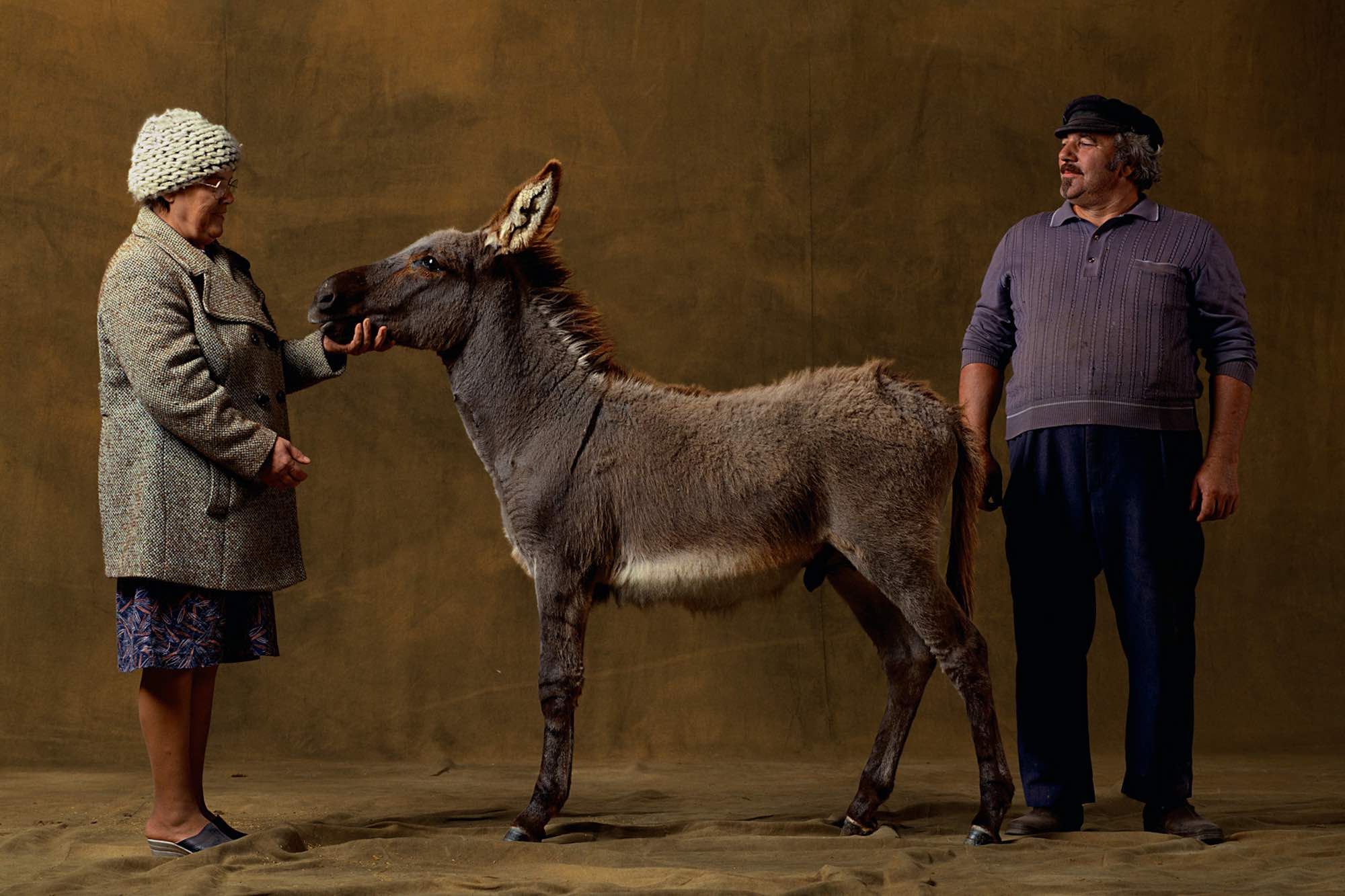 Provencal donkey - Yann Arthus-Bertrand