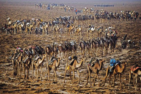 Caravane, Ethiopie - Yann Arthus-Bertrand Photographie