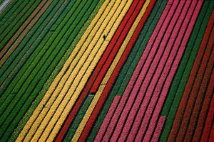 Tulips, Netherlands - Yann Arthus-Bertrand Photography