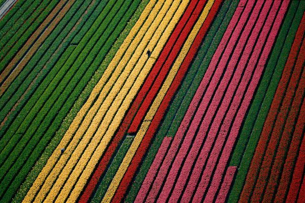 Tulips, Netherlands - Yann Arthus-Bertrand Photography