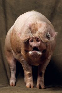 Cochon, France - Yann Arthus-Bertrand Photographie