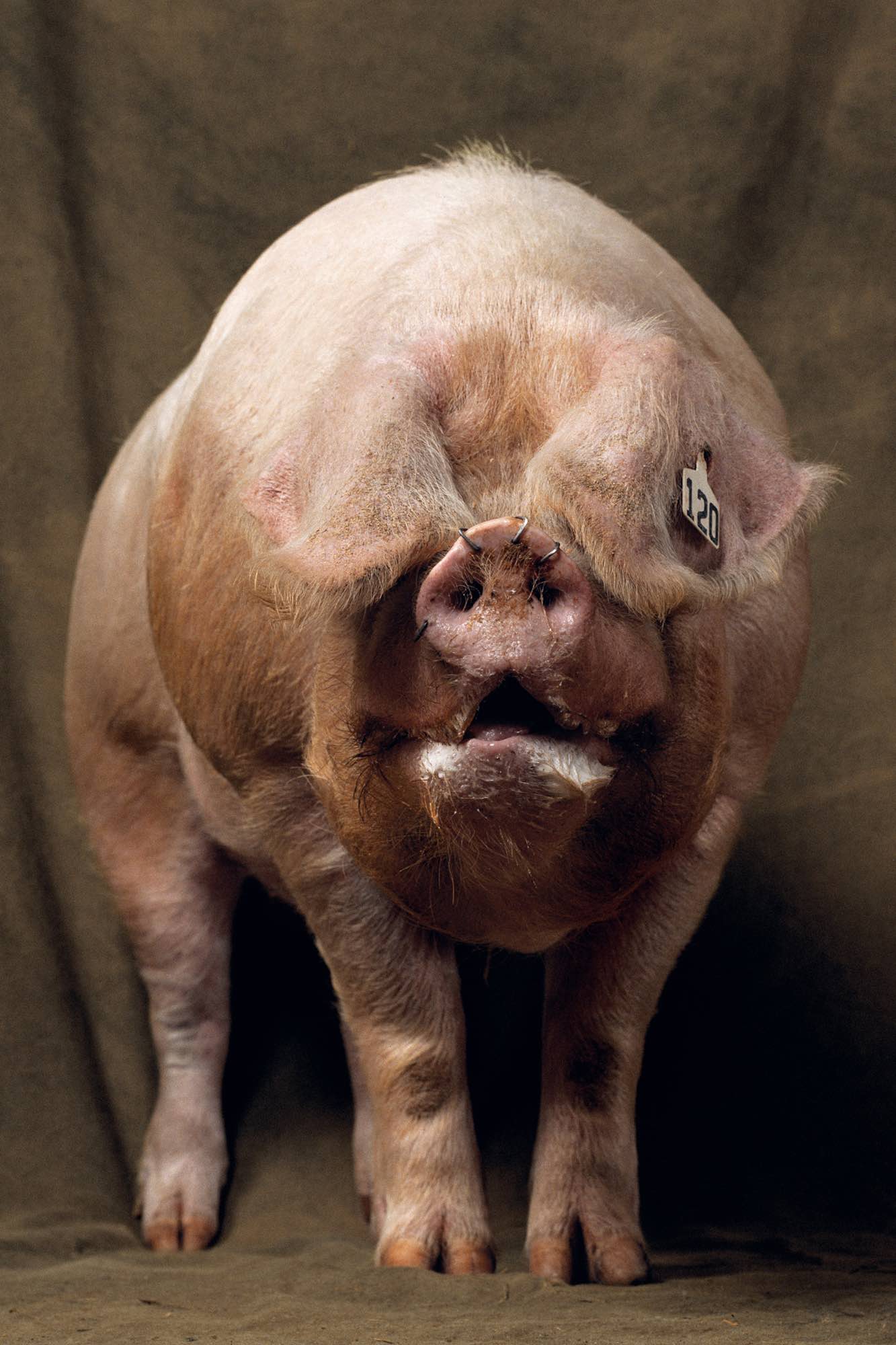 Cochon - Yann Arthus-Bertrand