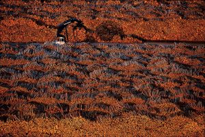 Bois, Suède - Yann Arthus-Bertrand Photographie