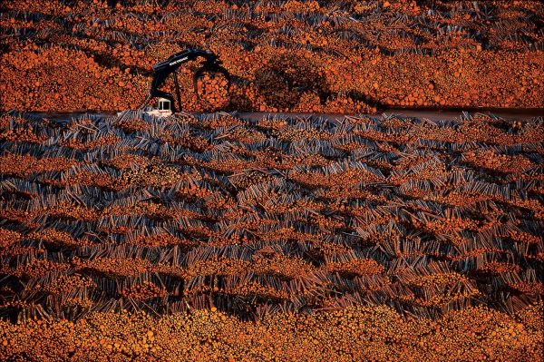 Wood, Sweden - Yann Arthus-Bertrand Photography