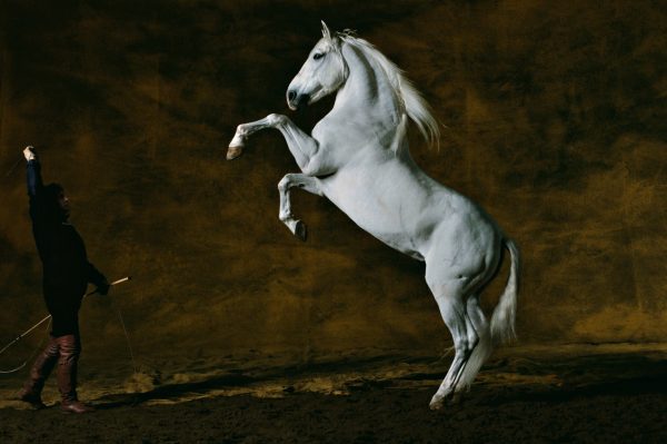 Cheval pure-race Espagnole, France - Yann Arthus-Bertrand Photographie