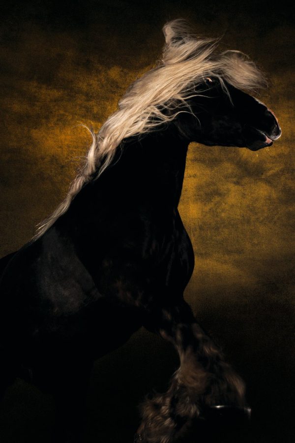 Comtois horse, Germany - Yann Arthus-Bertrand Photo