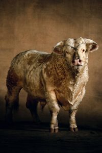 Bull, France - Yann Arthus-Bertrand Photo
