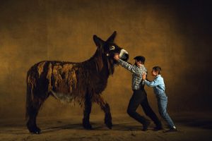 Poitou donkey mare, France - Yann Arthus-Bertrand Photo