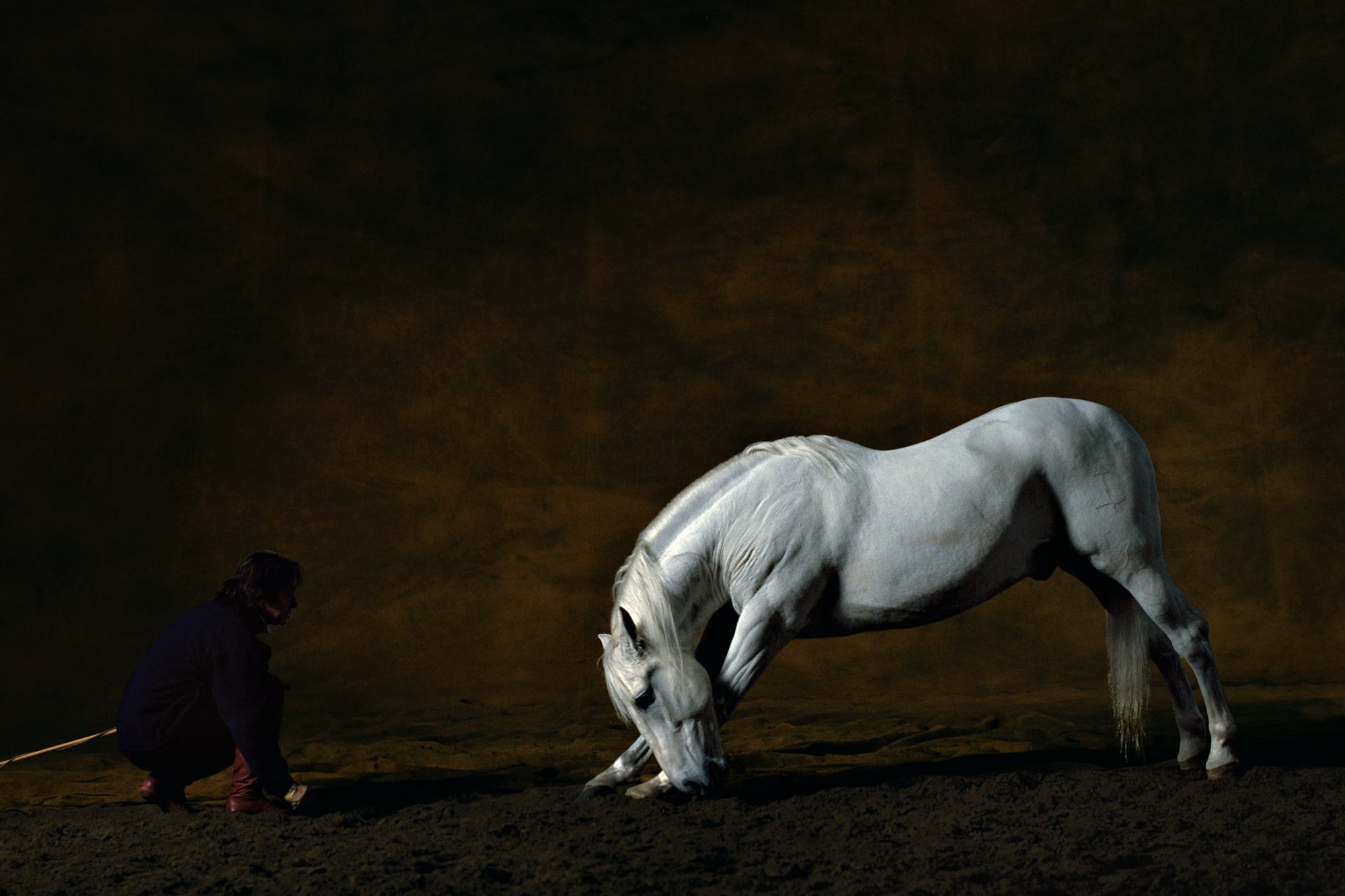 Pure-Bred Spanish stallion 2 - Yann Arthus-Bertrand