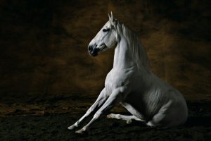 Cheval pure-race Espagnole 3, France - Yann Arthus-Bertrand Photographie