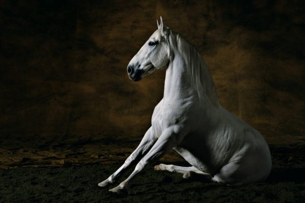 Pure-Bred Spanish stallion 3, France - Yann Arthus-Bertrand Photography