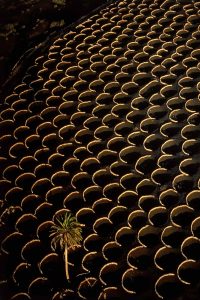 Vignes, Espagne - Yann Arthus-Bertrand Photographie