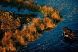 Two Elephants, Botswana - Yann Arthus-Bertrand Photo