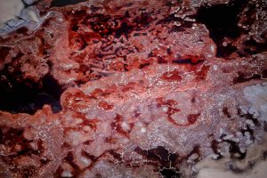 Lake Magadi, Kenya - Yann Arthus-Bertrand Photo